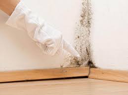 Best Mold Documentation for Insurance Claims  in Mill Creek, WA